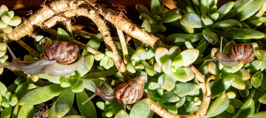 African snail, details of an African snail specimen walking on the foliage of a succulent, in a garden in Brazil, selective focus. © Milton Buzon