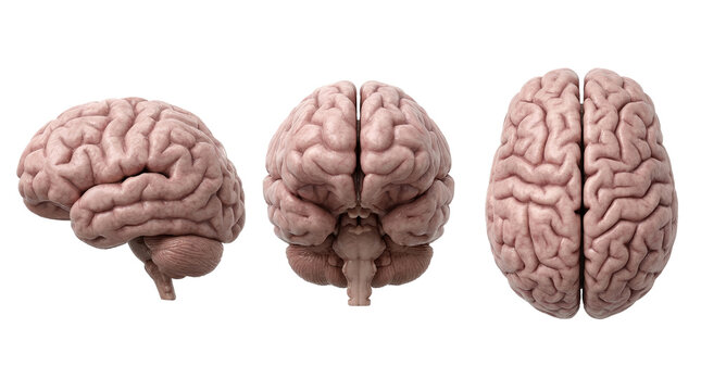A collection of human brains shown from side, front, and top views, isolated on a white background.