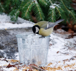 Tits Feeding From A Bucket Bird Feeder In The Forest In Winter © Alla