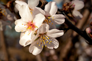 Almendro en flor