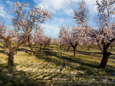 Almendros en flor