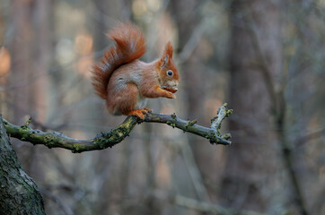Fototapeta premium squirrel eating on a branch in the forest, its natural environment
