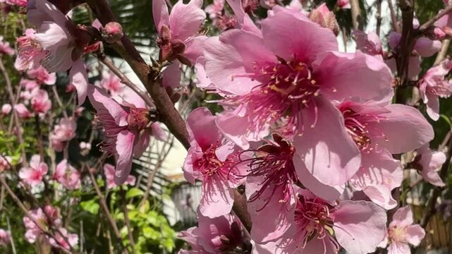 Gorgeous close up view of vibrant pink peach blossoms flowering on a tree branch, gently moving in the wind under the bright sunlight of a beautiful spring day in an orchard garden
