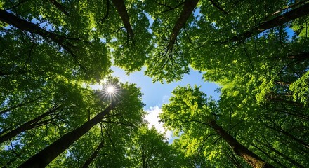 Fototapeta premium Sunlit Canopy - A Worms-Eye View of Towering Trees.