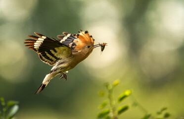 Obraz premium Eurasian hoopoe bird in early morning light ( Upupa epops )