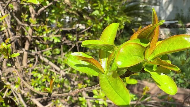 Delicate green pomegranate leaves gently swaying in the breeze on a sunny spring day, symbolizing renewal, growth, and the beauty of nature awakening after winter dormancy