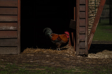 Rooster standing at entrance of chicken coop, farm life rural scene © Nataliia