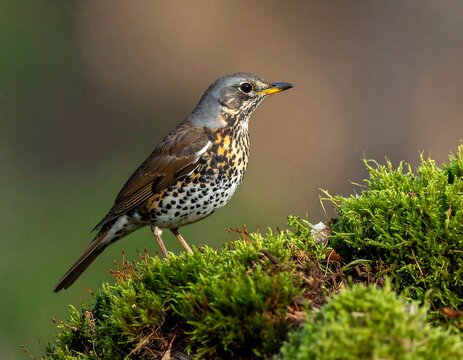 Song thrush perched atop vibrant green moss against a soft, blurred background