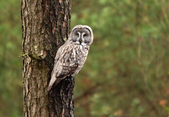 Obraz premium Great grey owl ( Strix nebulosa ) close up