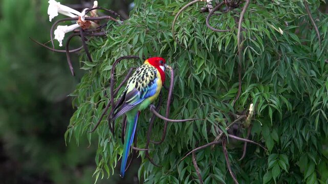 Eastern rosella perched in green tree foliage