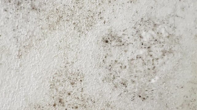Dangerous toxic black mold on a white wall disappearing after cleaning, showing the process of removing fungus and mildew stains from a textured surface for a healthier and more hygienic home
