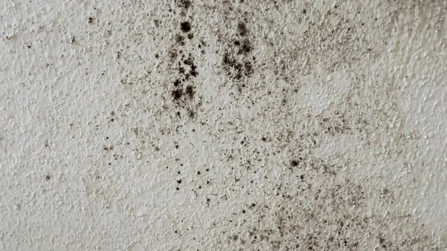 Harmful black mold fungus on a damp wall disappearing over time due to cleaning, removal treatment, or drying, resolving a common household hygiene and health problem in a humid environment