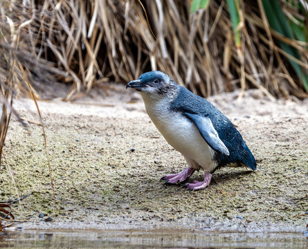 little blue penguin