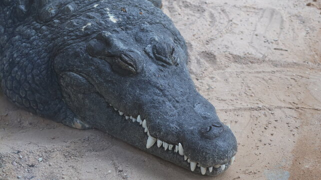 Cocodrilo descansando en la arena