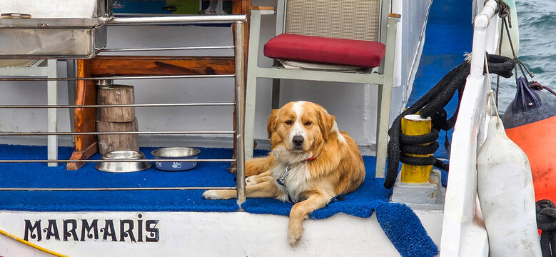 Golden retriever relaxing on boat deck in Marmaris with blue carpet