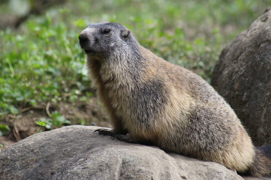 Marmotte