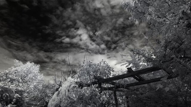 Timelapse garden in infrared