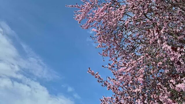 Blooming cherry blossom branches with delicate pink and white flowers in the wind, against a clear bright blue sky, serene natural scenery, Sakura tree, 4K 60 fps, Copy space