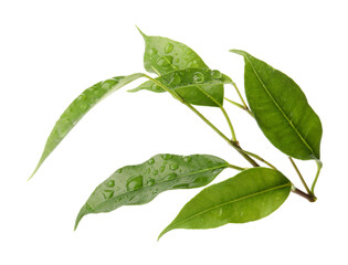 Branch with wet fresh green citrus leaves isolated on white