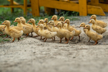 Fototapeta premium Curious flock of little yellow duckling walking around in rural farmland, small ducks inspecting countryside areas, strolling together on road in old village, birds enjoy free walking outdoors.