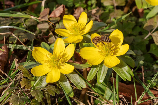 Bl&uuml;hende Winterlinge (Eranthis hyemalis, winter aconite) im Februar mit einer Honigbiene (Apis mellifera). Winterlinge  sind eine wichtige Nahrungsquelle f&uuml;r die ersten Insekten