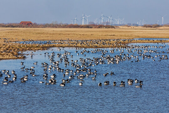 Das Odinsloch im Speicherkoog Dithmarschen mit rastenden Wei&szlig;wangeng&auml;nsen oder Nonneng&auml;nsen (Branta leucopsis, barnacle goose) an der Nordsee in Schleswig-Holstein, Deutschland