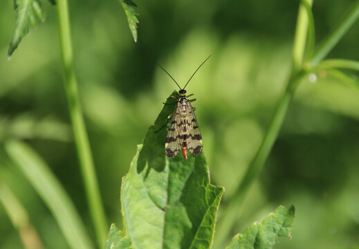 Scorpionfly resting on a green leaf in sunlight
