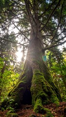 Fototapeta premium Towering moss-covered tree, its canopy lit by the sun, stands in a dense forest