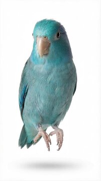 Blue Pacific Parrotlet bird isolated on white background, small parrot portrait