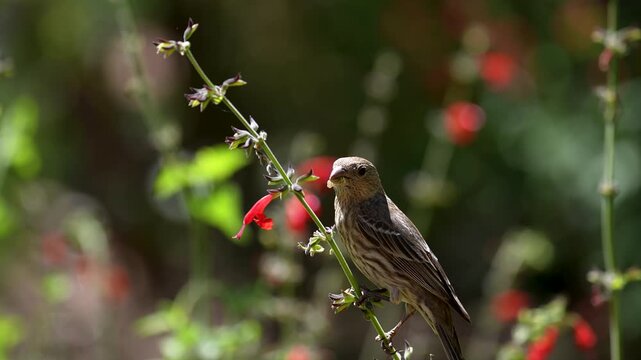 a wild bird eats seeds from a flowering bush while teetering on its thin branch