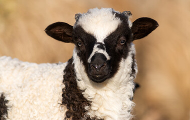 Naklejka premium cute little lamb grazing on meadow