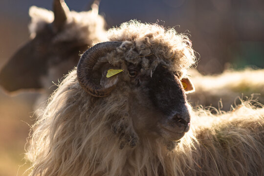 hungarian racka sheep grazing on meadow