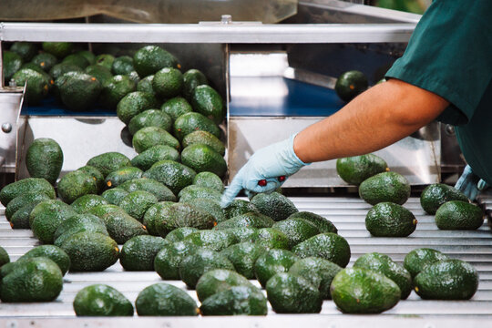 Industrial avocado packing plant