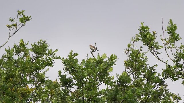 A male tree pipit (Anthus trivialis) singing in the top of an oak