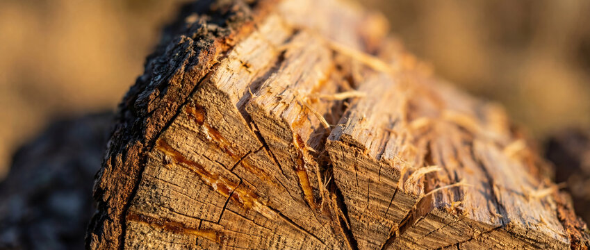 Logged wood trunk showing textured surface and resin