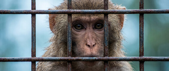 Naklejka premium Monkey primate looking through rusty cage bars