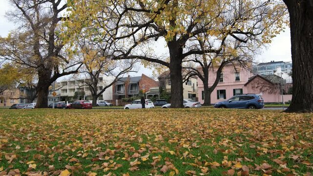 Autumn scene in East Melbourne, Australia, with fallen leaves covering the ground as a pedestrian walks a dog along a residential street lined with homes. A leafy and peaceful inner-city neighborhood.