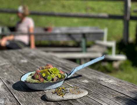 Sukkulenten (Dickblattgew&auml;chse) in einer kleinen Pfanne als Dekoration auf einem Holztisch einer Alm in den Alpen