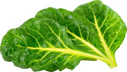 Fresh swiss chard leaves for healthy leafy green salad, isolated cutout