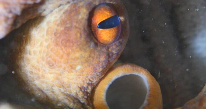 mother octopus with eggs underwater ocean scenery behaviour

