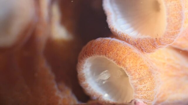 octopus underwater hide and change shape and color