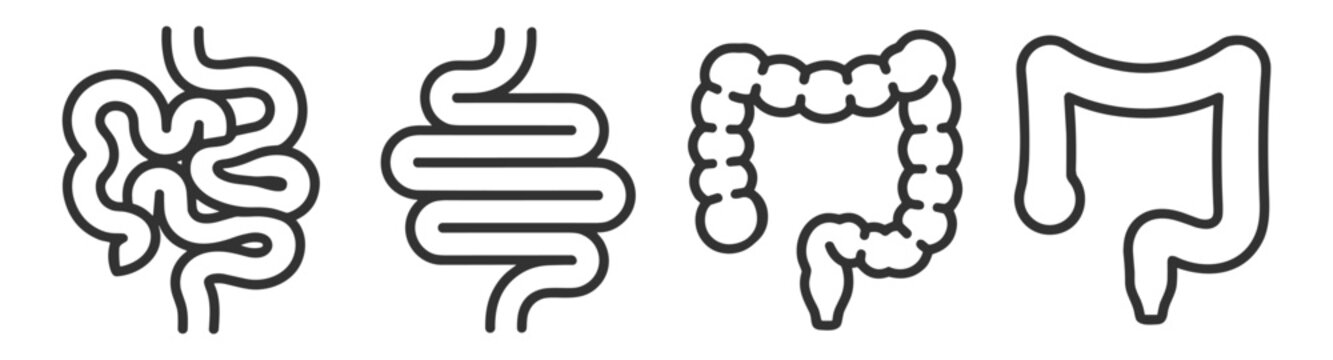 set of human intestines line icons including small intestine and large intestine anatomy illustration on transparent background