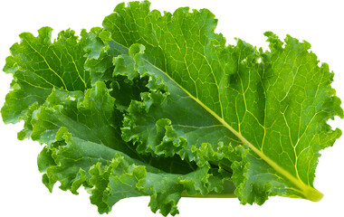 Fresh kale leaves for healthy leafy green salad, isolated cutout isolated cutout