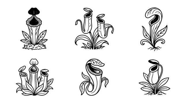 pitcher plant line vector set. black color sketches style on white background. Vector illustration.