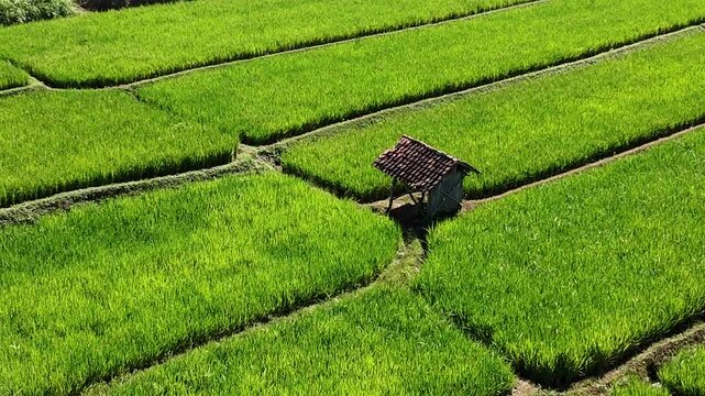 An expansive aerial drone shot reveals a geometric patchwork of vibrant green rice terraces and cultivated fields bordering a peaceful residential village under the bright morning tropical sun.