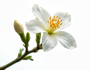 Obraz premium Orange blossom flower and bud on stem. White petals, yellow stamens. Fresh bloom opens with green leaves and twigs on white background. Botanical macro detail.