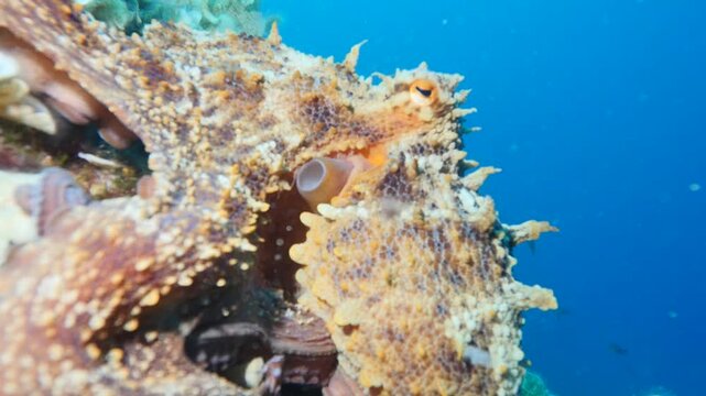 octopus underwater hide and change shape and color