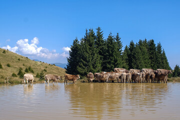Obraz premium Cattle gathered around a muddy watering spot beneath tall evergreens, framed by clear skies and a peaceful rural landscape.
