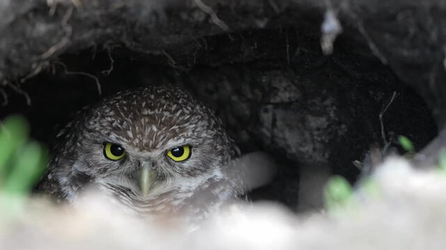 close up of a burrowing owl inside nest burrow
