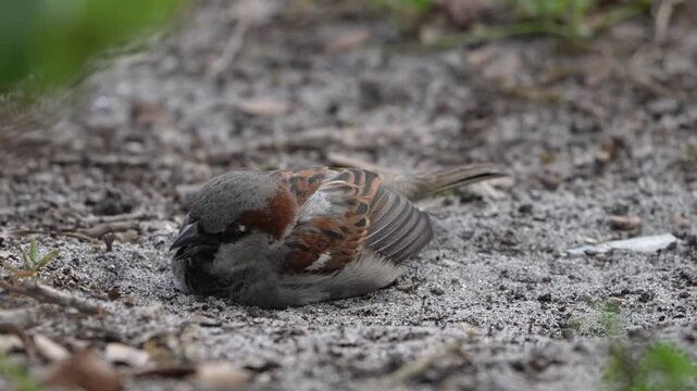 Funny house Sparrow having bath with sands on ground